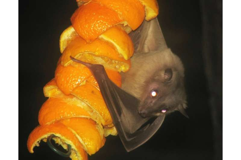 Fruit bat - Main reservoir for Marburg Virus - labtestzote.com