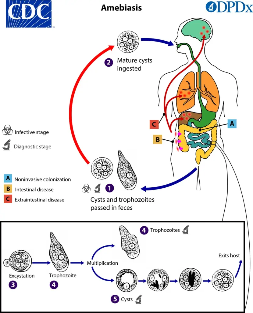 Amoebiasis in Kenya (Image -CDC